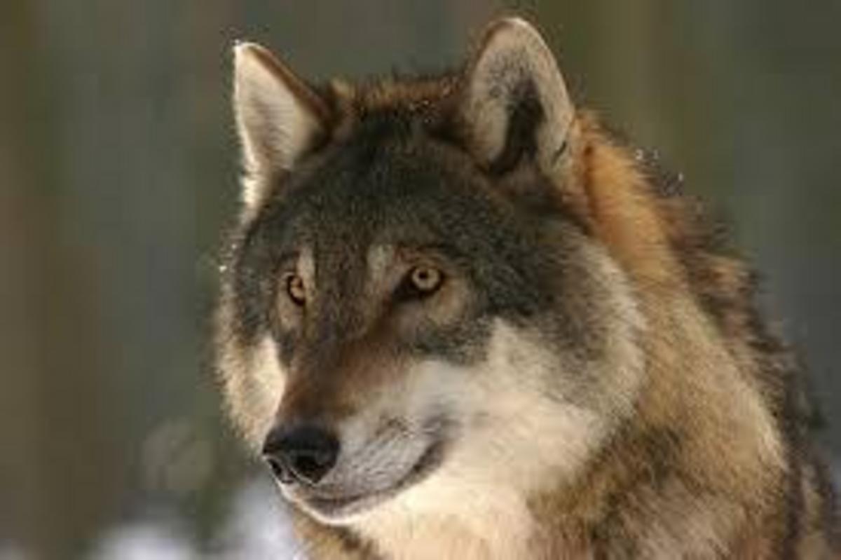 adult-wolves-get-attached-to-their-humans-just-like-dogs-do-nexus