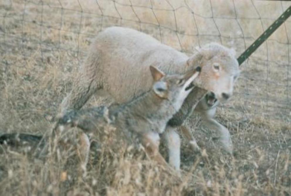 A coyote often attacks by biting the throat of the prey.