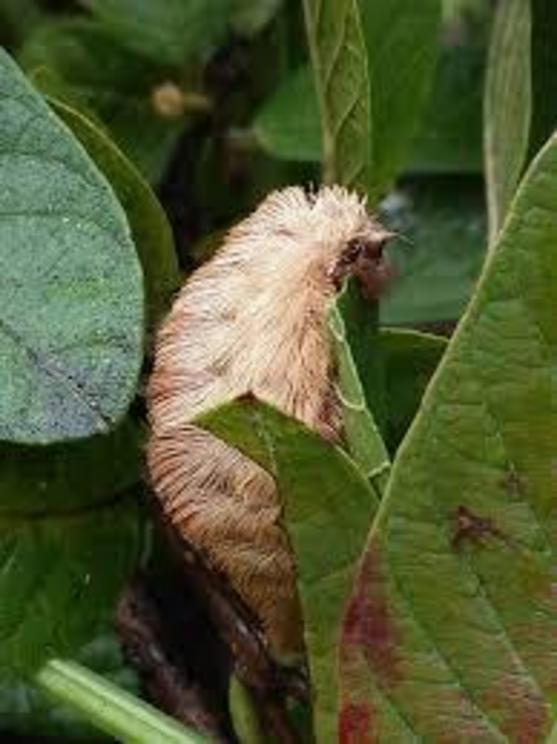 A puss caterpillar, the larva stage of the southern Flannel moth, Megalopyge opercularis.