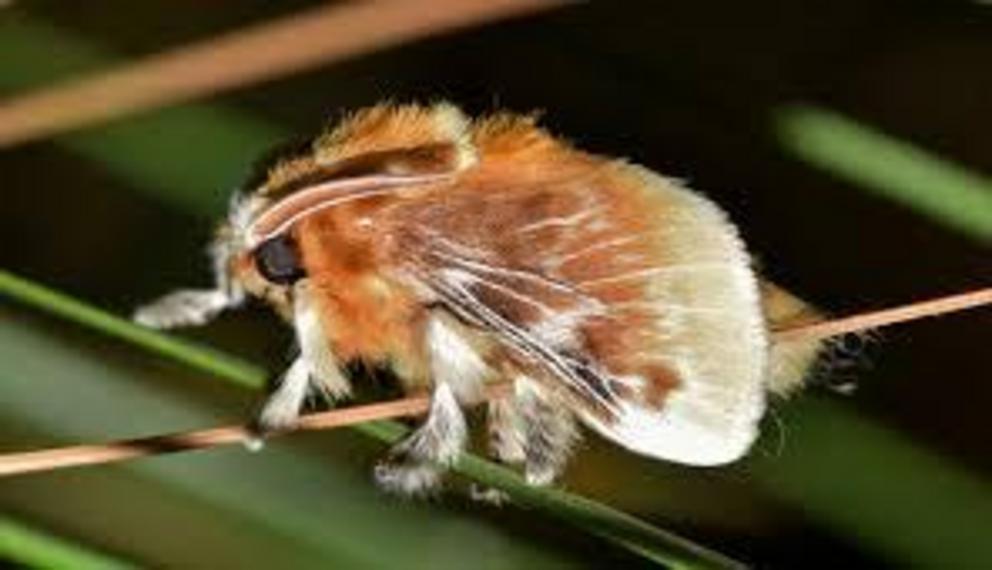 Southern flannel moth after emerging from its cocoon.