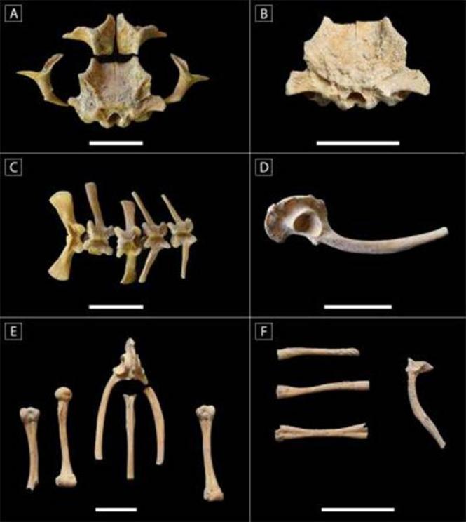 An assortment of toad bones that were found in the Los Sapos Maya sweat bath.