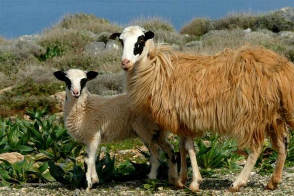 Sheep herding is still common today on the island of Crete but it was an important Minoan industry during the time the Zominthos palace complex was in operation.
