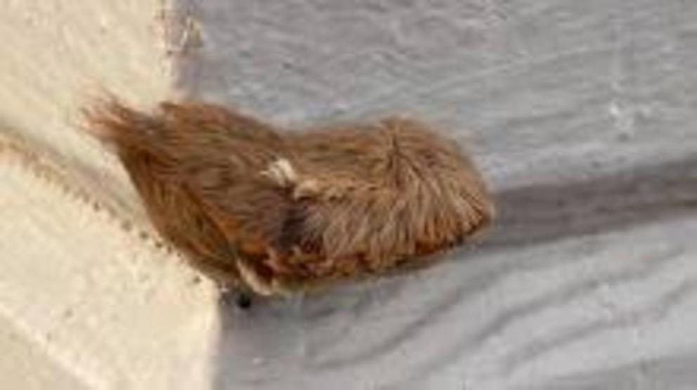 A furry puss caterpillar on a deck in Tappahannnock, VA, September 2, 2020.