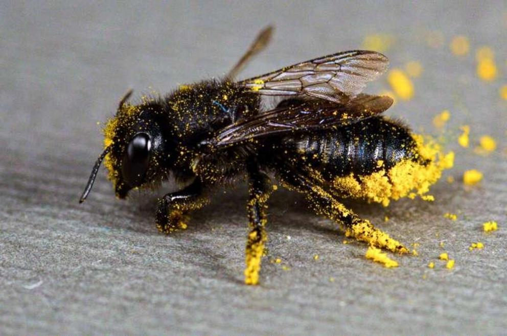 A leafcutter bee (Megachile sp.), one of thousands of species of wild bee that are fundamental for reproduction of wild plants and crops.