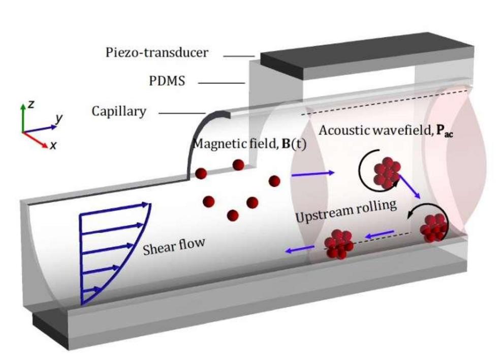 In a bioinspired system, superparamagnetic particles injected into the capillary self-assemble into a spinning microswarm due to the dipole–dipole interaction of a rotating magnetic field. The microswarm was shown to be marginalized towards the wall due t
