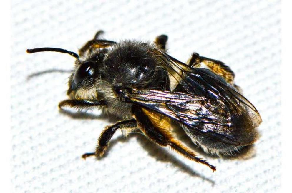 A plasterer bee (Cadeguala albopilosa), one of thousands of species of wild bee that are fundamental for reproduction of wild plants and crops.