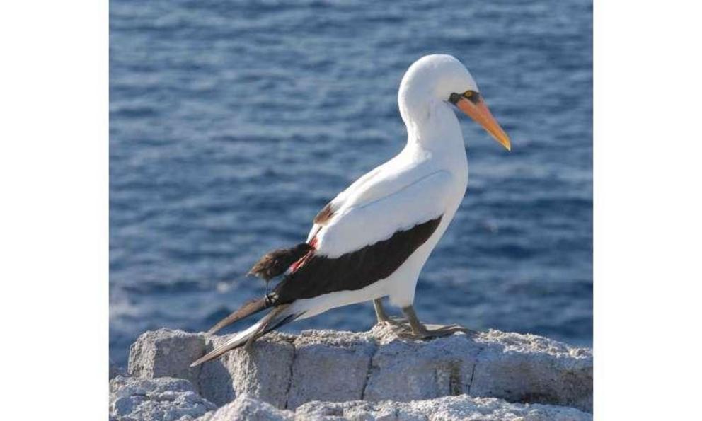 Target: a Nazca booby.