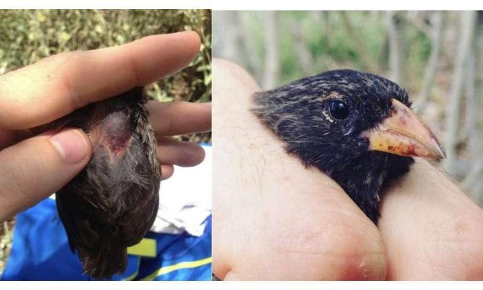 A vampire finch feeds from an open wound on a Nazca booby.