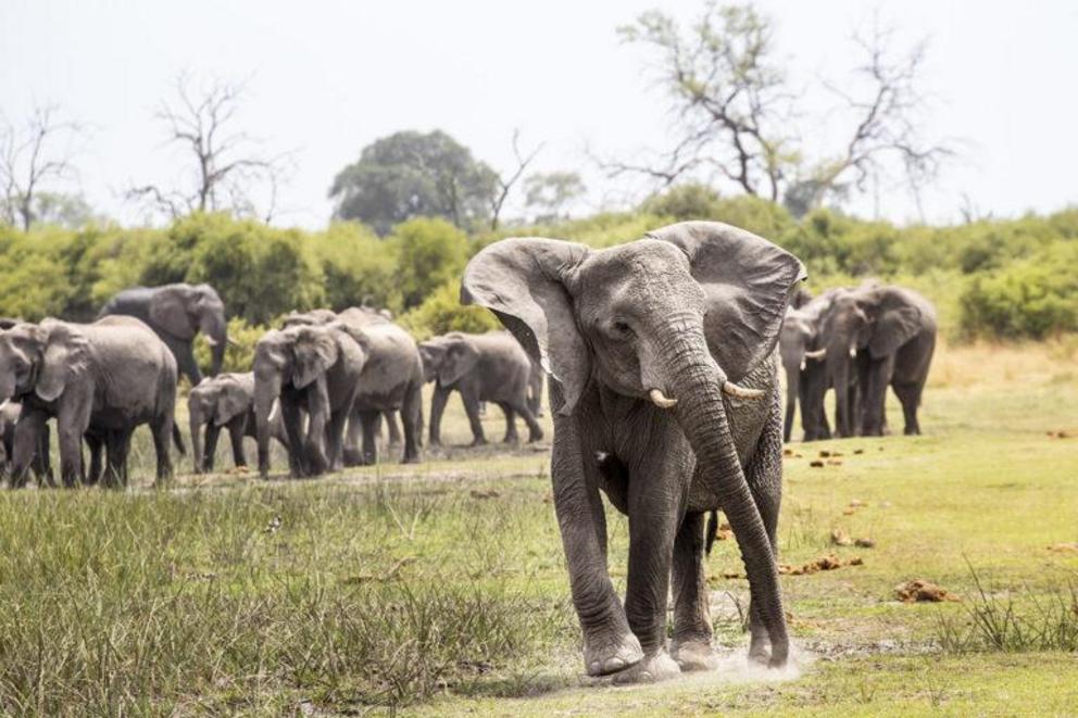 A herd of elephants near the Linyanti River in northern Botswana.