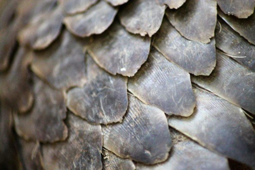 Philippine pangolins are hunted for their meat, blood and scales. Rampant poaching to fuel the wildlife trafficking ring drove the species to critically endangered status in a span of two years.