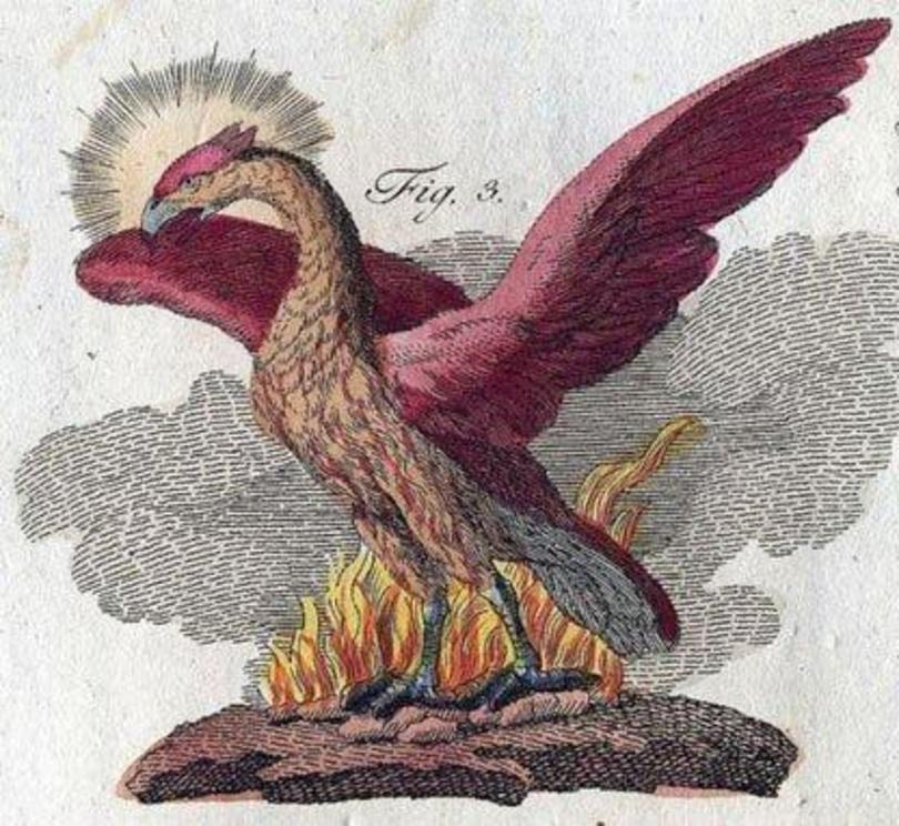 Phoenix rising from the ashes in Book of Mythological Creatures by Friedrich Johann Justin Bertuch (1747-1822).