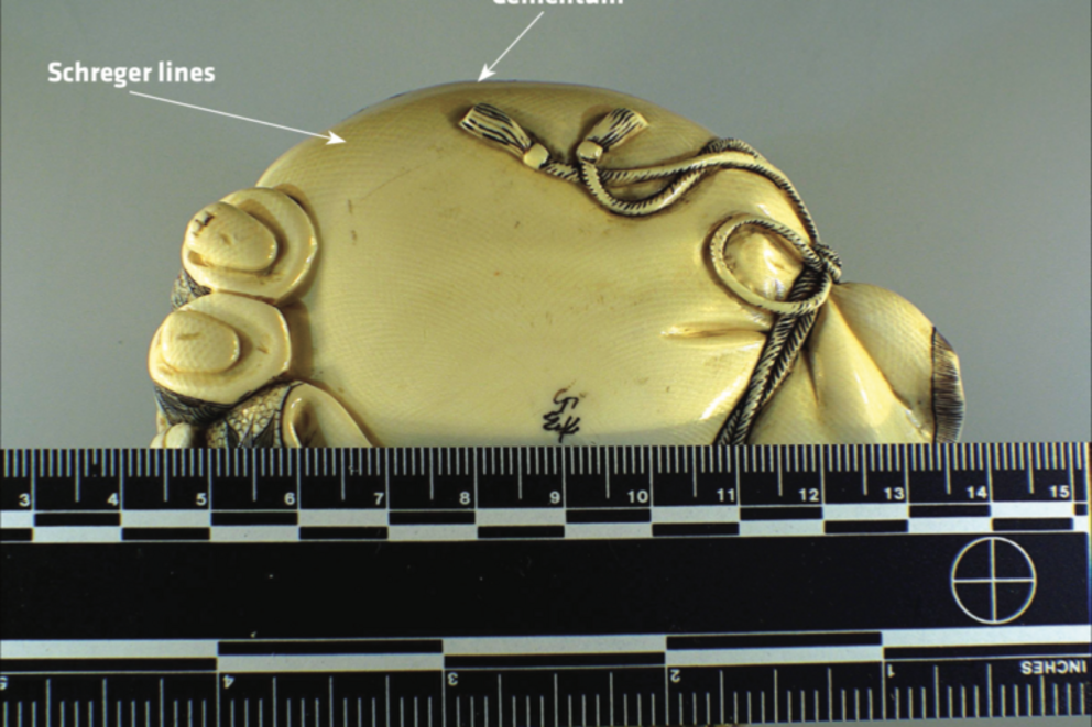 An example of carved elephant ivory and how to identify it.