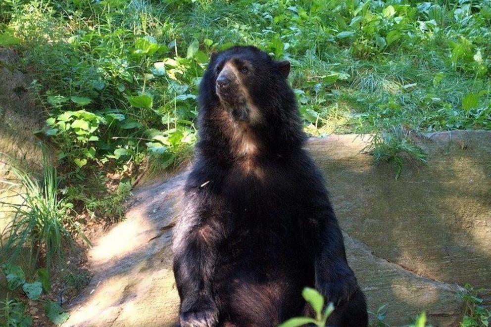 The Andean bear (Tremarctos ornatus), also called the spectacled bear, is the last remaining species of short-faced bear. It is listed as Vulnerable by the IUCN.