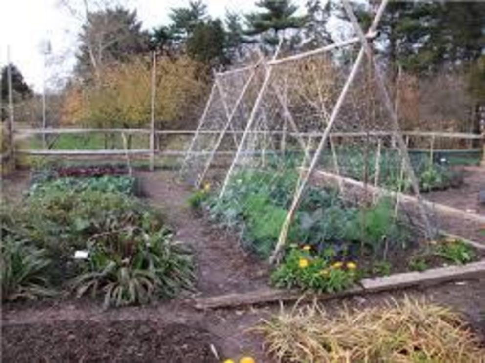 The kitchen garden: layout ideas and tips - Nexus Newsfeed