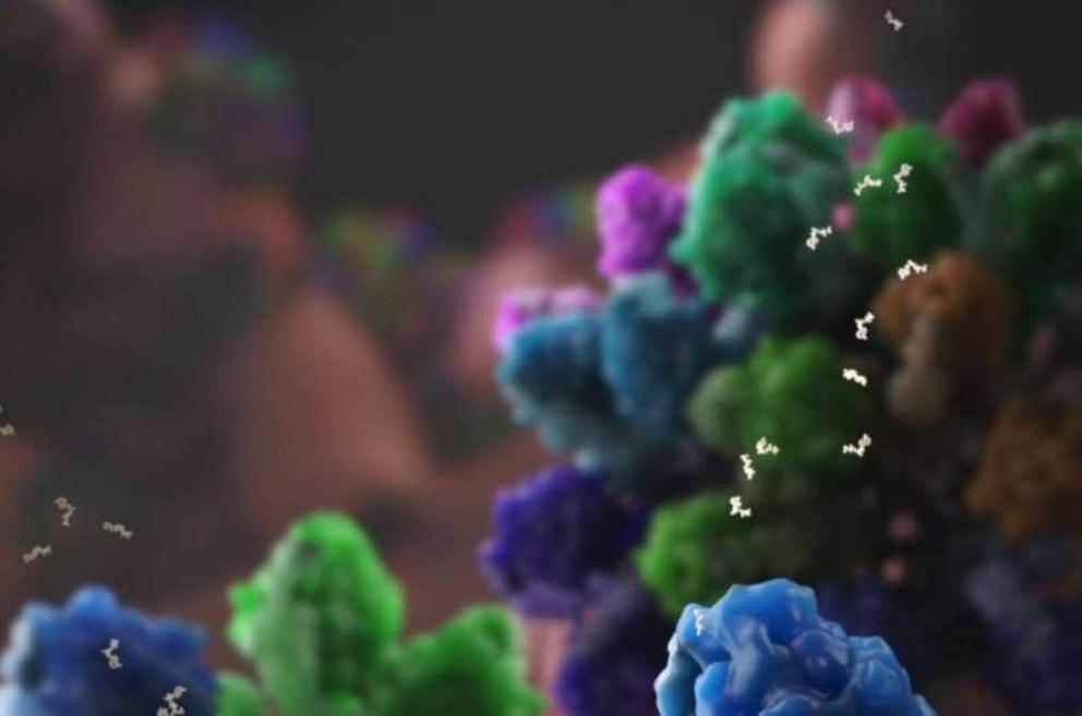 ATP synthase hexamer assemblies shape cristae of Toxoplasma mitochondria.