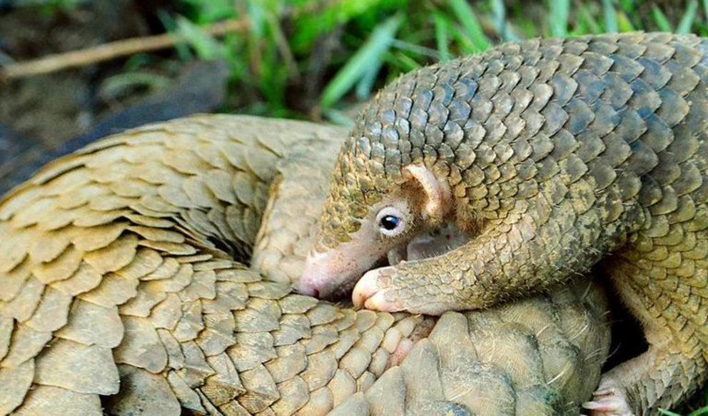 A Philippine pangolin pup and its mother, a critically endangered species endemic to the Palawan island group.