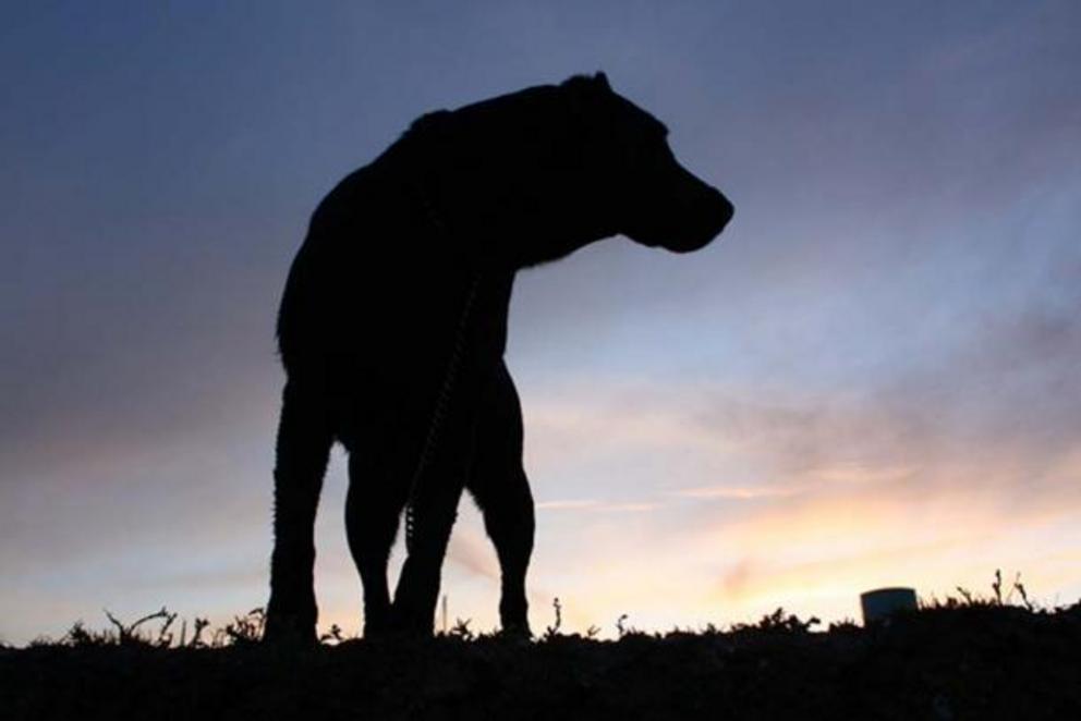 A friendlier depiction of ‘black shuck.’