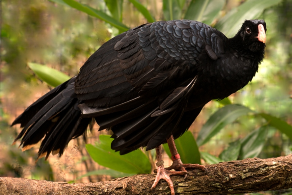 The Alagoas curassow (Pauxi mitu), native to the northeast Atlantic Forest, returned to nature in 2019.