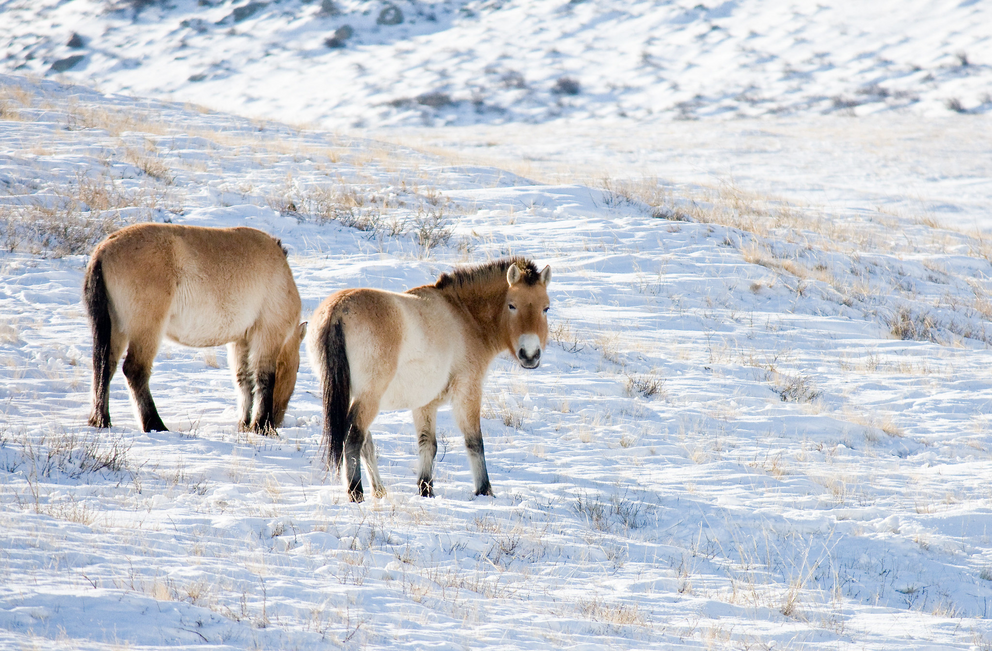 Przewalski’s horse (Equus ferus przewalskii), a wild Mongolian equine, became extinct in the wild in the 1960s. Breeding of captive specimens allowed the population to recover, and a reintroduction program has relesased about 400 of the horses into the wi