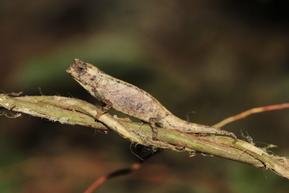 A male Brookesia nana.