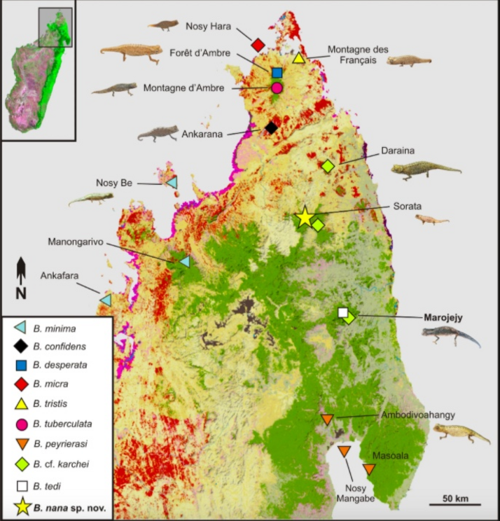 Map of northern Madagascar, showing the distribution of species of the subgenus Evoluticauda (known as Brookesia minima group). The map shows records verified by molecular data. B. dentata, B. exarmata, and B. ramanantsoai that occur further south are not