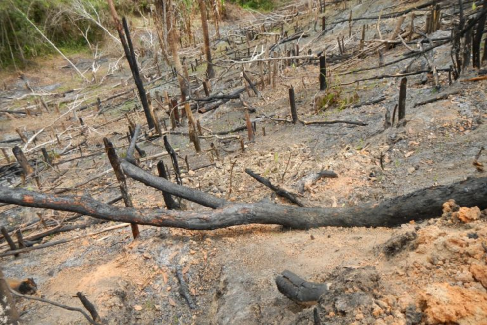 Evidence of slash and burn agriculture in a mid-altitude forest close to Andrafainkona in the Sorata region.