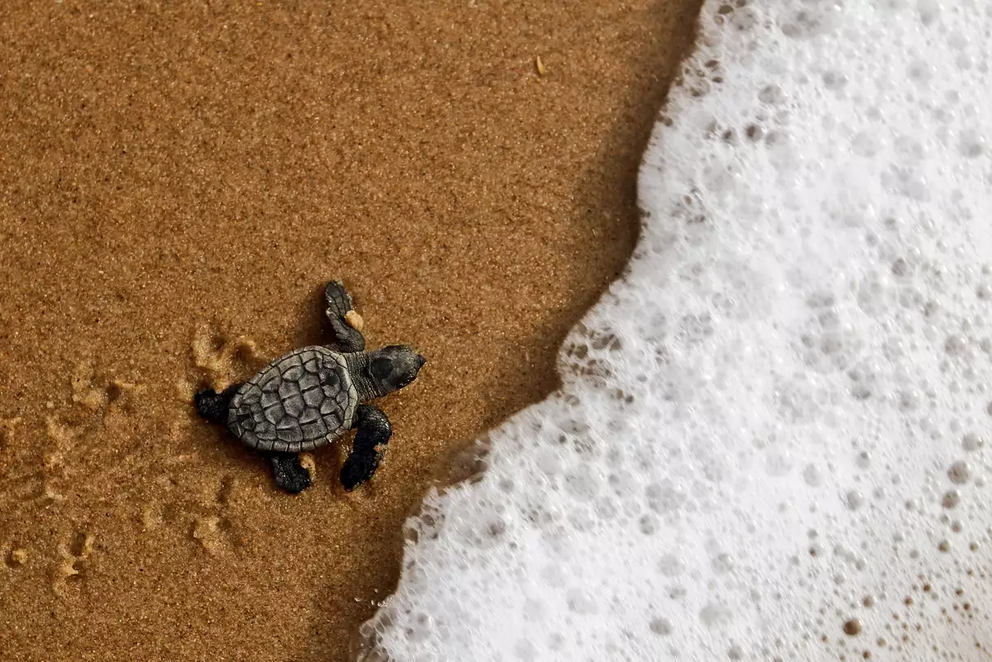 A hatching loggerhead sea turtle making its way to the ocean in Brazil.