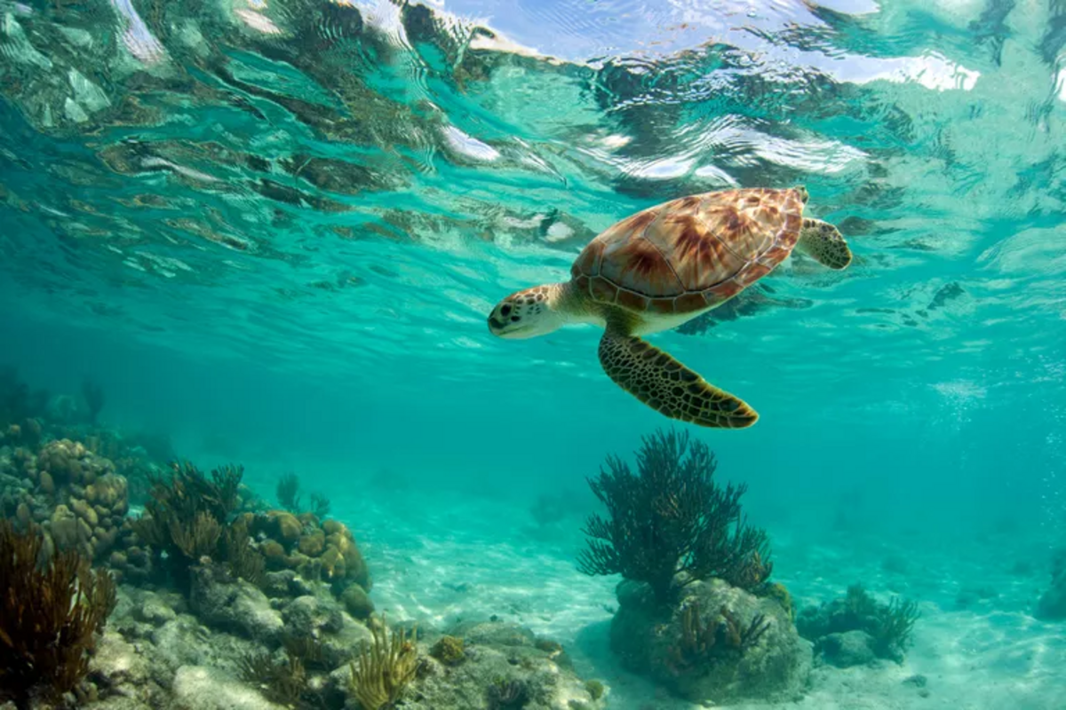 why-sea-turtles-are-endangered-and-what-we-can-do-nexus-newsfeed