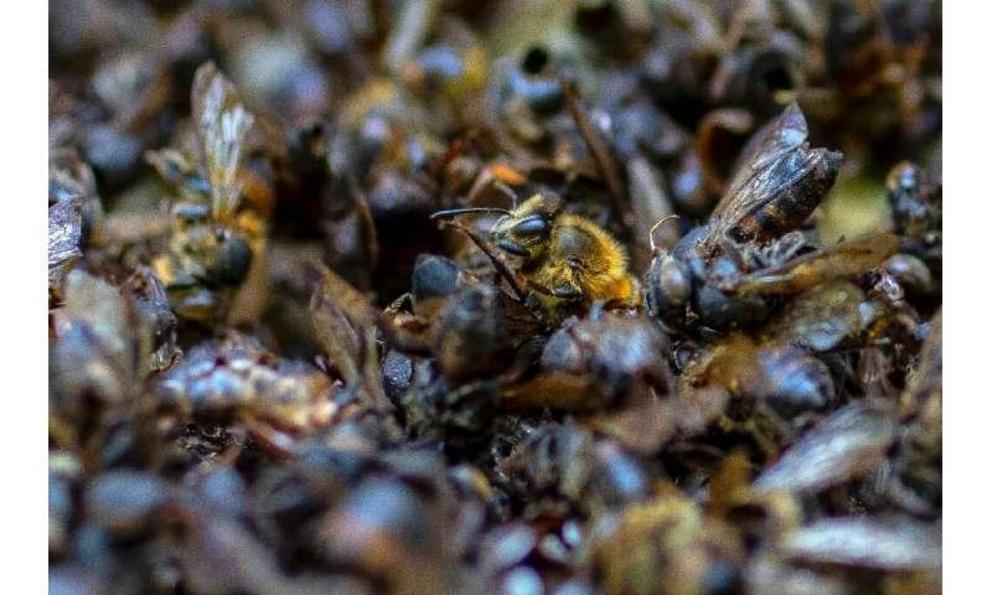 About 1.4 billion jobs and three-quarters of all crops around the world, according to a 2016 study, depend on pollinators, mainly bees