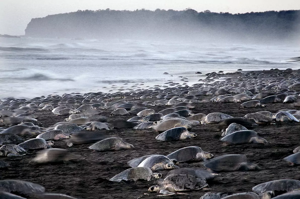 Ridley sea turtles coming in to nest at Ostional beach, Costa Rica.