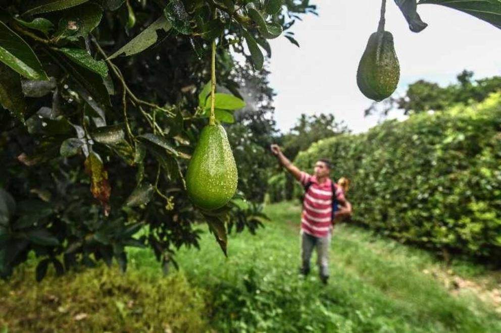 Avocado farmers say their crops require intensive spraying as they are highly vulnerable to pests