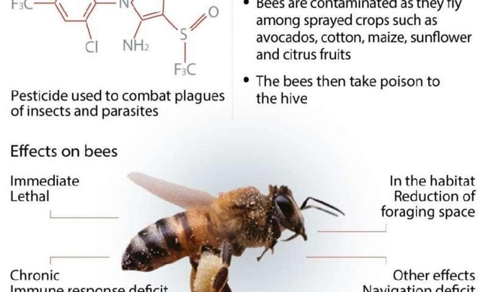 Details on the threat to bee health posed by fipronil, a pesticide used to combat plagues of insects