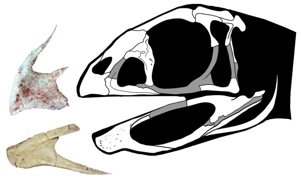 Berthasaura had a horny beak, without teeth.