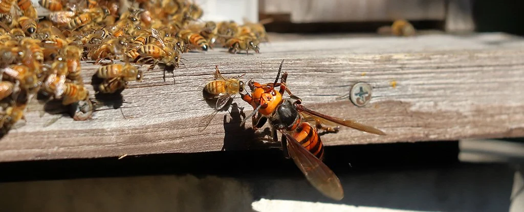 When Murder Hornets Attack, Bees Start Heartbreaking 'shrieks' To Warn ...