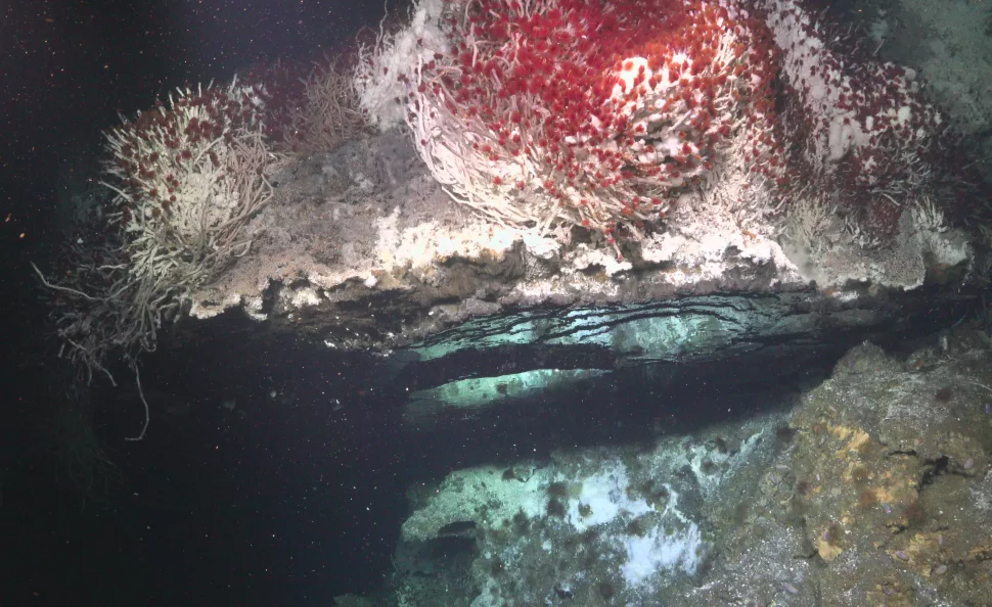 Oasisia tubeworms grow above a flange, created by minerals precipitating out of hydrothermal fluid. Sometimes the mineral deposits create long tall structures like chimneys, but in this case it created a flange, wherein with hydrothermal fluid pools under