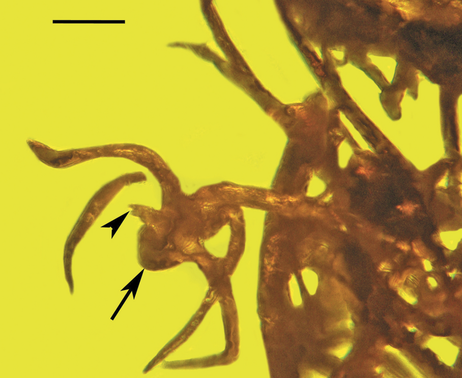 Five needles from the pine cone in Baltic amber (one is broken). The scale bar measures 100 ?m.