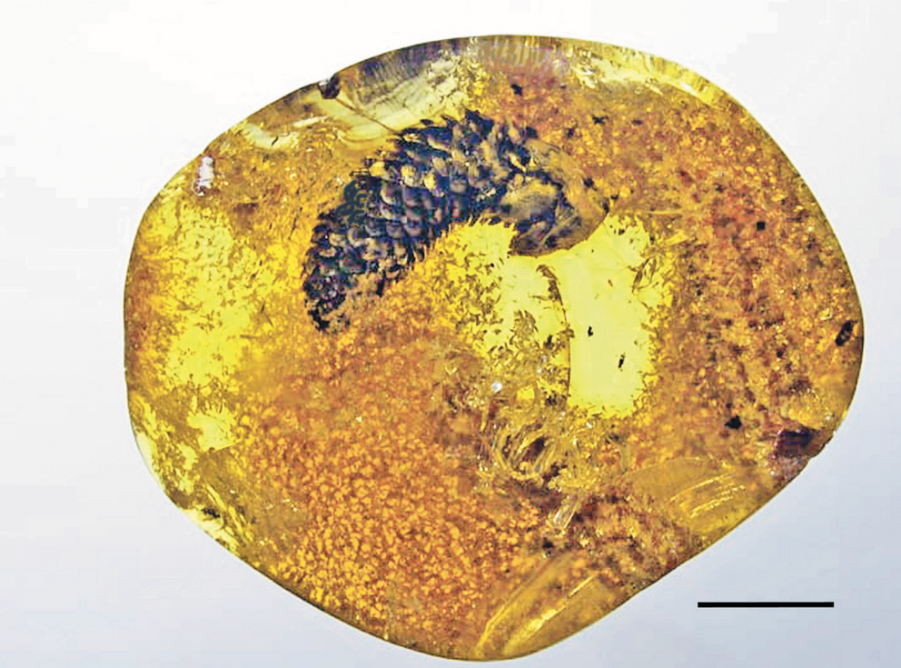 This is what ancient pine cones usually look like within amber. The scale bar measures 630 ?m.