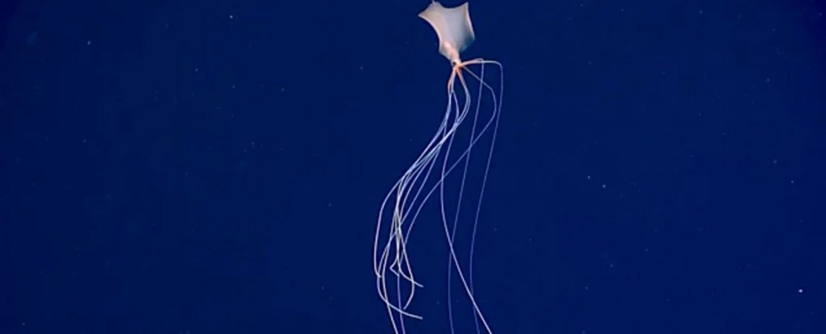 Eerie video captures elusive, alien-like squid gliding in the Gulf of ...