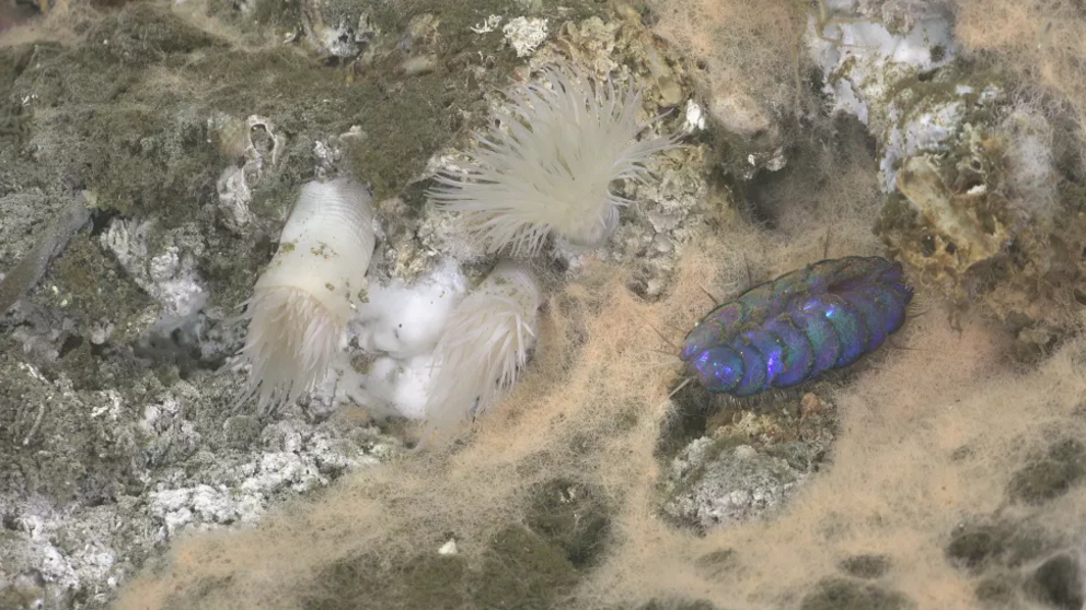 The ROV photographed this pink bacterial mat and Peinaleopolynoe orphanae scale worm at a depth of nearly 12,000 feet (3,656 m).