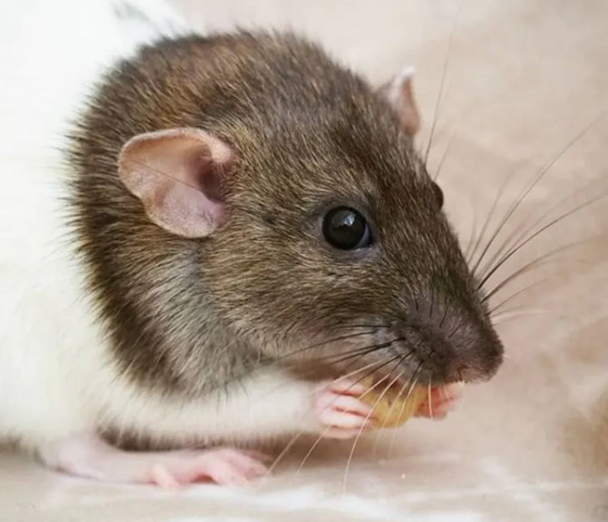 Rats use a range of different movements with their whiskers.