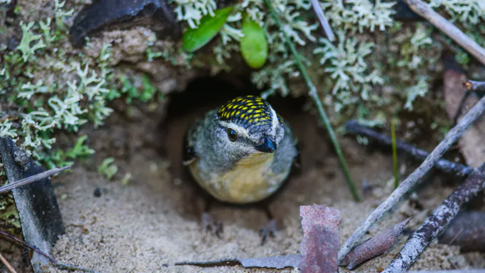 The tiny spotted pardalote is one of the smallest Australian birds, and measures about 8 to 10 centimetres in length.