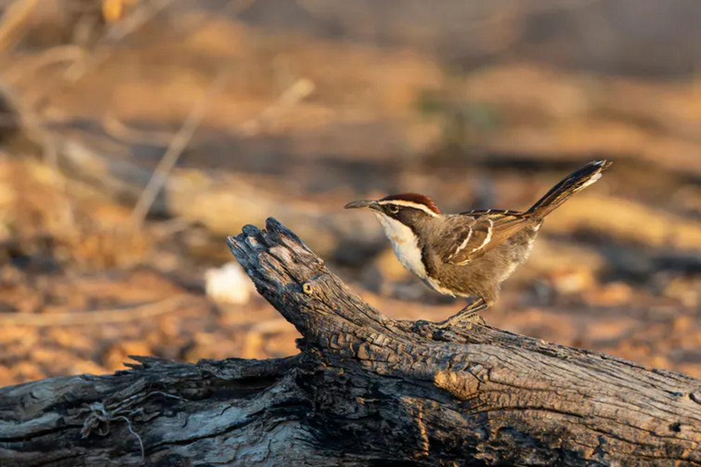 The chestnut-crowned babbler lives in the desert and can have up to 23 birds roosting in one nest.