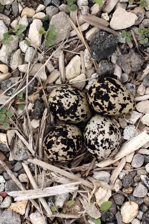 Some birds will lay their eggs among pebbles on the ground, which doesn’t offer them much physical protection.