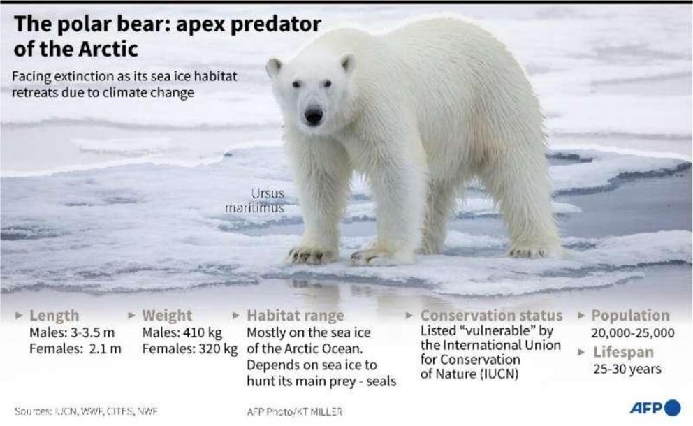 Key facts about the polar bear, apex predator of the Arctic.