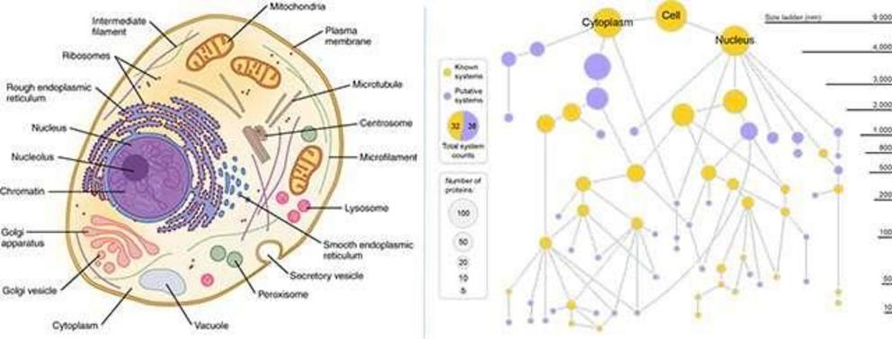 Left: Classic textbook cell diagrams imply all parts are clearly visible and defined. (Credit: OpenStax/Wikimedia). Right: A new cell map generated by MuSIC technic reveals many novel components. Gold nodes represent known cell components, purple nodes re