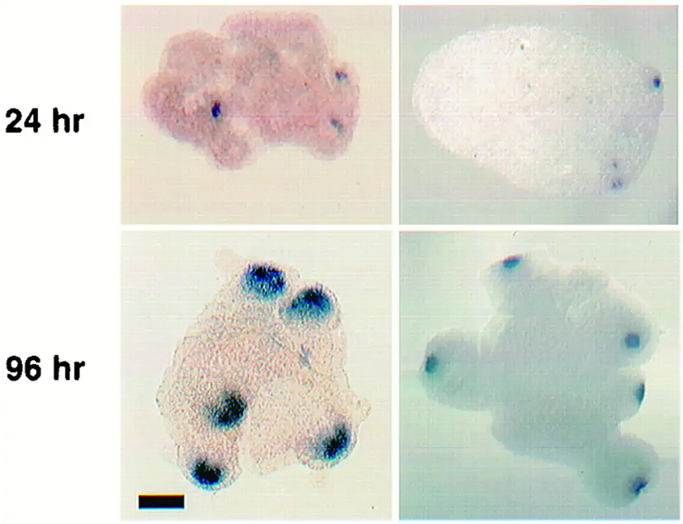 Pureed hydra cells regaining form over time with new head organizer cells (blue)