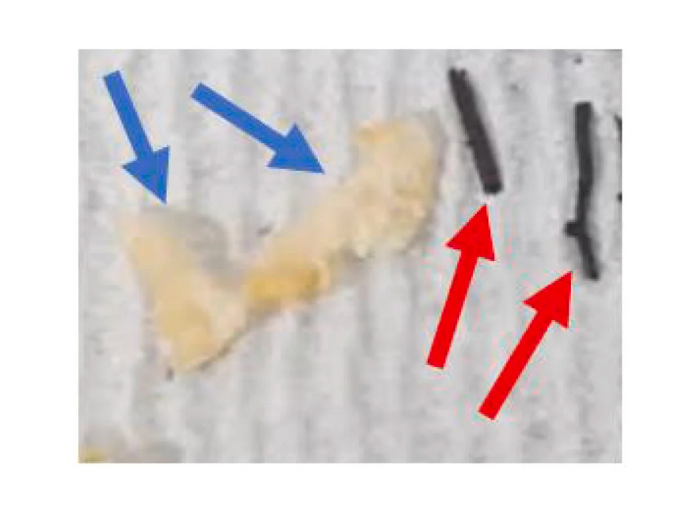 Lab-grown rhizomorph (blue arrows) compared to harvested rhizomorphs (red arrows).