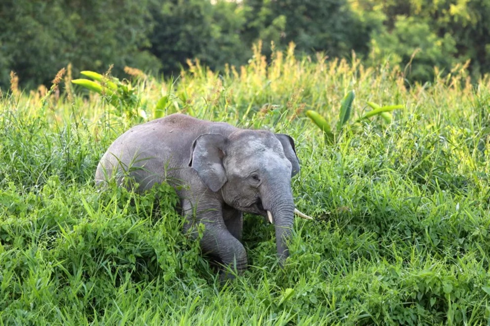 What's being done to help save endangered Bornean elephants? - Varient