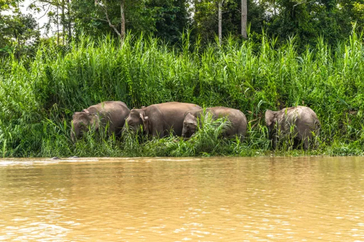 What's being done to help save endangered Bornean elephants? - Nexus