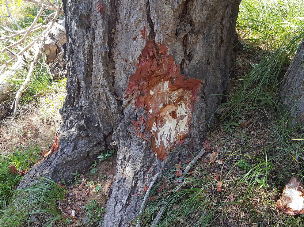 Once inside a tree, branching white filaments grow from the penetrating rhizomorph that suck water and nutrients from the plant flesh.